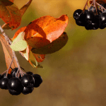 가을철 아로니아 열매