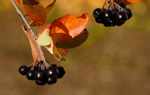 가을철 아로니아 열매